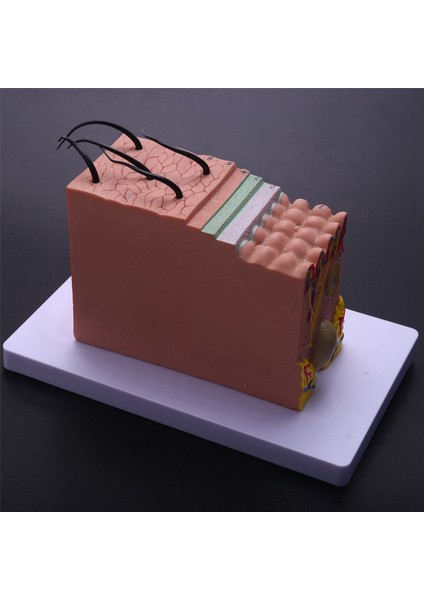 Cilt Modeli, 35X Cilt ve Saç Yapısı Modeli Büyüt Anatomik Model Fen Bilimleri Sınıfı Çalışması Için Anatomi Öğretim Modeli Gösterimi (Yurt Dışından) fırsatları