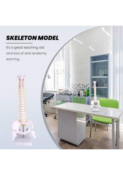 45 cm Esnek 1:1 Yetişkin Bel Eğimi Omurga Modeli Insan Iskeleti Modeli Omurga Diski Pelvis Modeli Masaj ve Yoga Için Kullanılır (Yurt Dışından) fiyatları