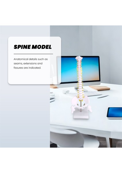 45 cm Esnek 1:1 Yetişkin Bel Eğimi Omurga Modeli Insan Iskeleti Modeli Omurga Diski Pelvis Modeli Masaj ve Yoga Için Kullanılır (Yurt Dışından) modelleri