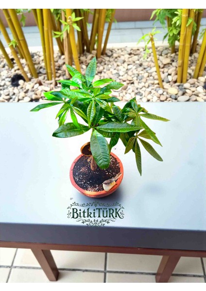 Ithal Pachira Beton Saksıda Kuş ve Portakal Dilimi Dekorlu