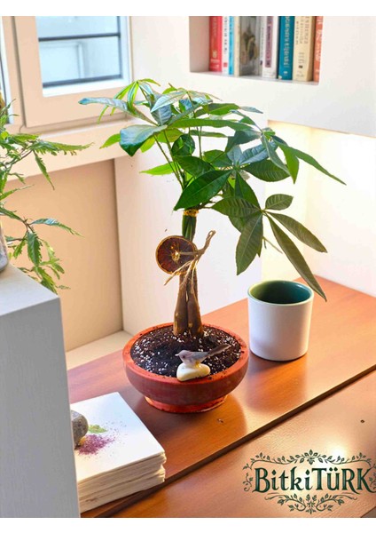 Ithal Pachira Beton Saksıda Kuş ve Portakal Dilimi Dekorlu fiyatları