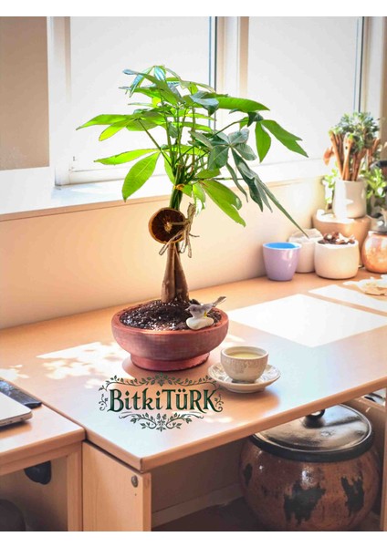 Ithal Pachira Beton Saksıda Kuş ve Portakal Dilimi Dekorlu fırsatları