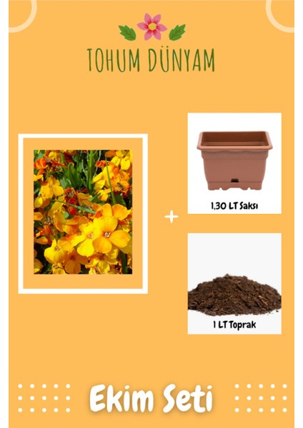 Şebboy Sarı (Cheiranthus Cheiri) Çiçek Tohumu Ekim Seti