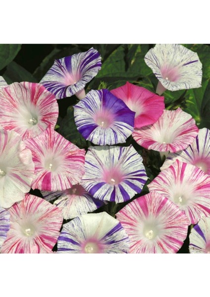 Ipomoea Purpurea 'carnevale Di Venezia' Çiçek Tohumu