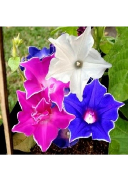 Dev Çiçekli Ipomea Nil Kikyo Zaki Mixed Japon Gündüz Sefası Çiçeği