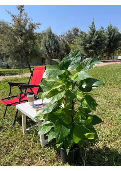 Yosun Gövdeli Patos Salon Sarmaşığı-Golden Pothos- Dolgun Formlu- XL+Euphorbia HEDİYELİ fiyatları