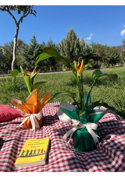 Starliçe Regina Cennet Kuşu-İç Mekan Bitkileri-YAPAY ÇİÇEKLİ fiyatları