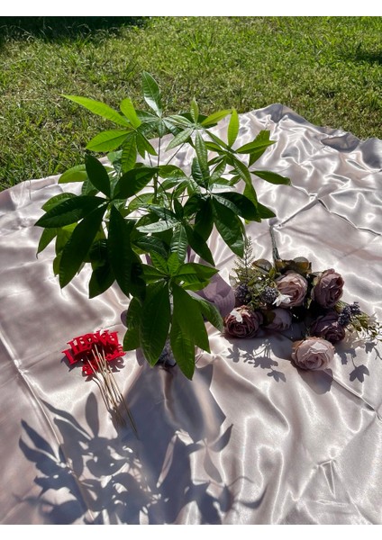 Pachira&Paçira Çiçeği Bolluk Bereket çiçeği Ofis-Salon Bitkisi modelleri