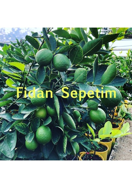 5 Yaş Tahiti Lime Fidanı *ÜZERİ MEYVELİ* fiyatları