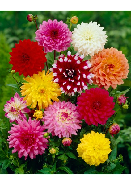 15 Adet Mixed Karışık Dahlia Yıldız Çiçeği Soğanı Yumrusu.yumru Boyu 8 Cm. 10 Farklı Renk.. fiyatları