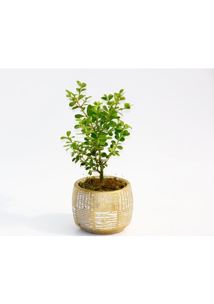 Bonsai Buxus - Hediyelik Arkaik Saksıda