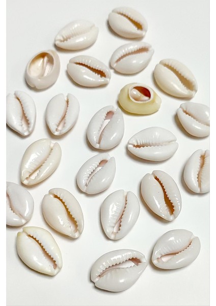 Wizard 10 Adet Istiridye Aparatı Büyük-Krem