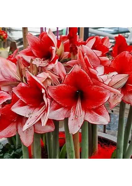 Yerli Amaryllis Çiçeği Soğanı.hatun Çiçeği Soğanı .. Yeni Mahsul..