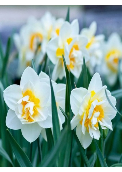 10 Adet Beyaz-Sarı Nergis Soğanı