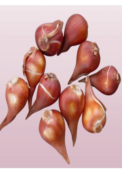 10 Adet Beyaz-Sarı Nergis Soğanı fiyatları