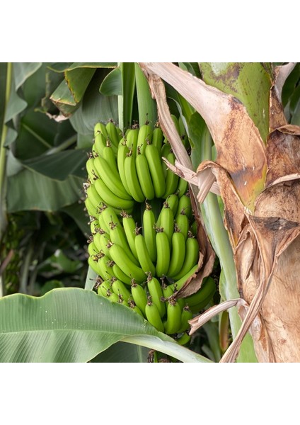 Yerli Muz | Yerel Üreticiden Taze Doğal