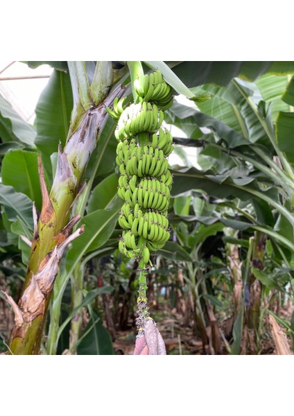 Yerli Muz | Yerel Üreticiden Taze Doğal fiyatları