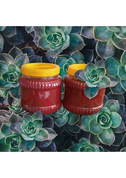 Domates Salçası 2025