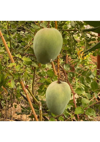 Yerli Mango 600 gr Üstü– Taze ve Doğal | Yerli Üretici Günlük Hasat