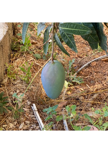 Yerli Mango 600 gr Üstü– Taze ve Doğal | Yerli Üretici Günlük Hasat fiyatları