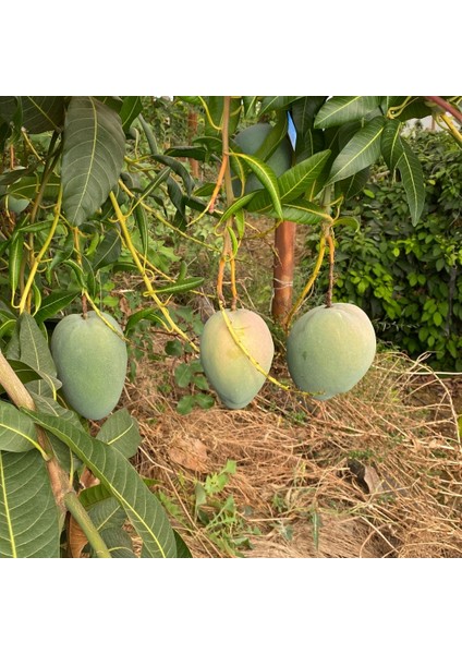 Yerli Mango 600 gr Üstü– Taze ve Doğal | Yerli Üretici Günlük Hasat fırsatları