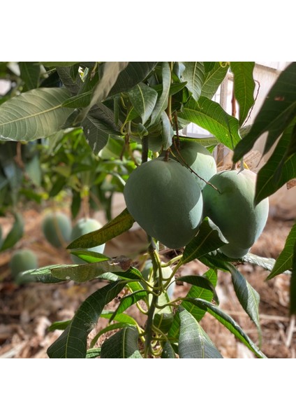 Yerli Mango 600 gr Üstü– Taze ve Doğal | Yerli Üretici Günlük Hasat indirimleri