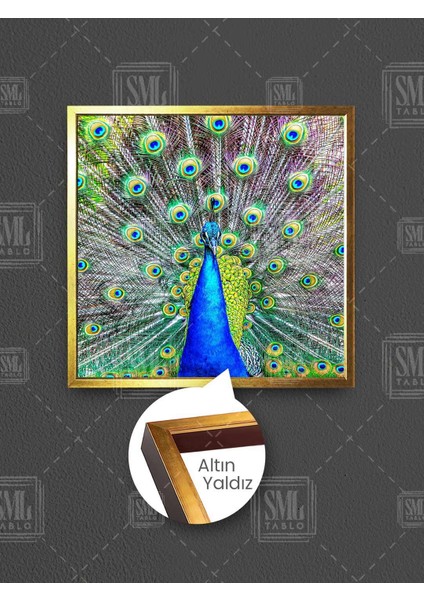 Kanatlarını Açmış Görkemli Mavi Tüylü Tavus Kuşu Çerçeveli Kare Kanvas Tablo