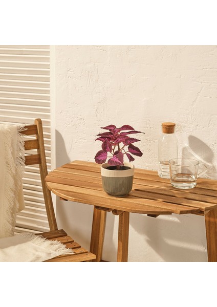 Yapay Bitki, Kırmızı, 9 Cm, Kadife Çiçeği, Iç/dış Mekan modelleri