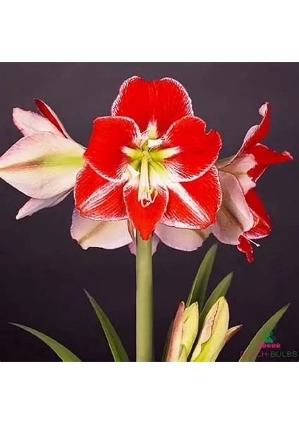 Yerli Amaryllis Çiçeği Soğanı.hatun Çiçeği Soğanı .. Yeni Mahsul..