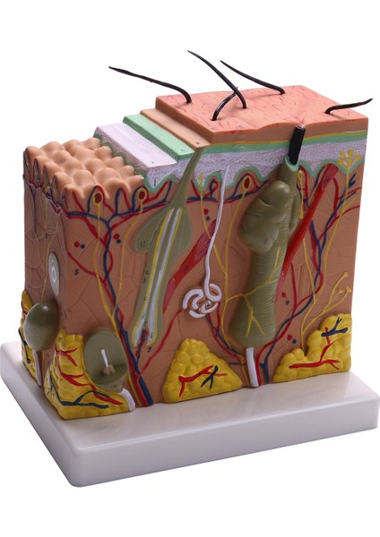 Cilt Modeli, 50X Cilt ve Saç Yapısı Büyütme Modeli Anatomik Model Anatomi, Bilim Sınıfı Çalışması Ekran Öğretim Modeli (Yurt Dışından)