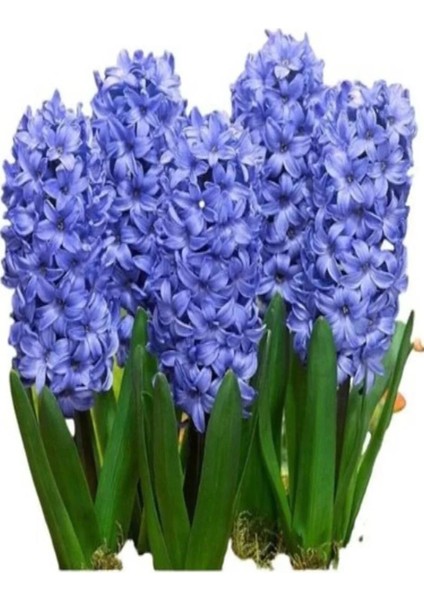5 Adet Mavi Renk Sümbül Soğanı