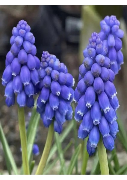 10 Adet Üzüm Sümbülü Soğanı