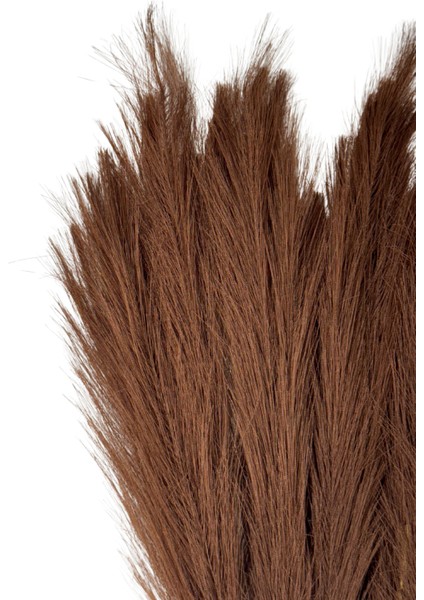 Kahve Pampas Tüy Demeti 5'li fırsatları