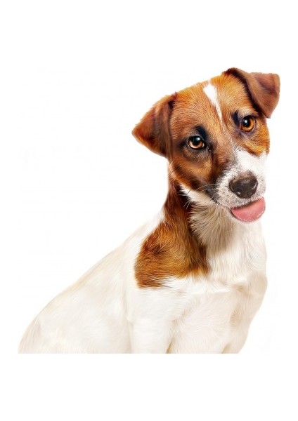 Küçük Irklar için Yaş Konserve Köpek Maması 195g fırsatları