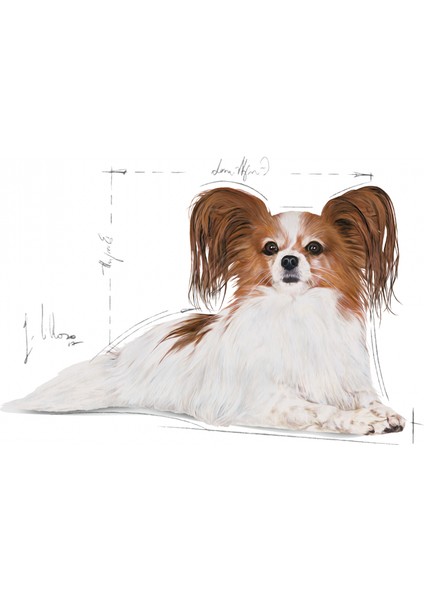 X-Small Ageing 12 Yaş Üzeri Yaşlı Köpek Maması 1.5 Kg