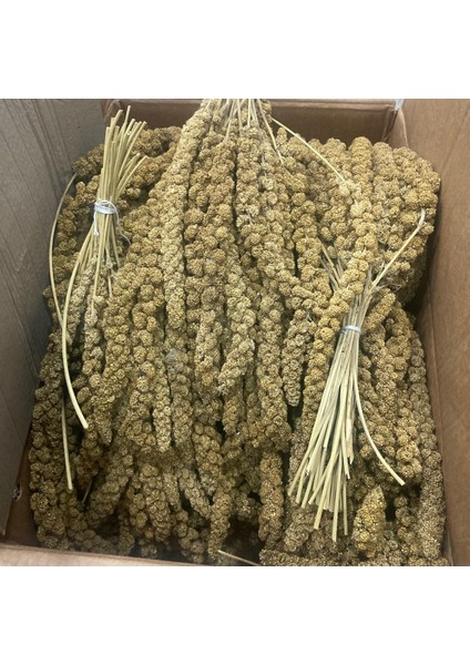 Sarı Dal Darı modelleri