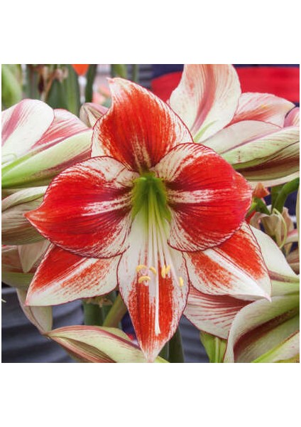 Yerli Amaryllis Çiçeği Soğanı.hatun Çiçeği Soğanı .yeni Mahsul.