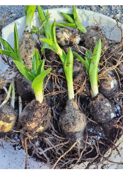 Yerli Amaryllis Çiçeği Soğanı.hatun Çiçeği Soğanı .yeni Mahsul. fiyatları