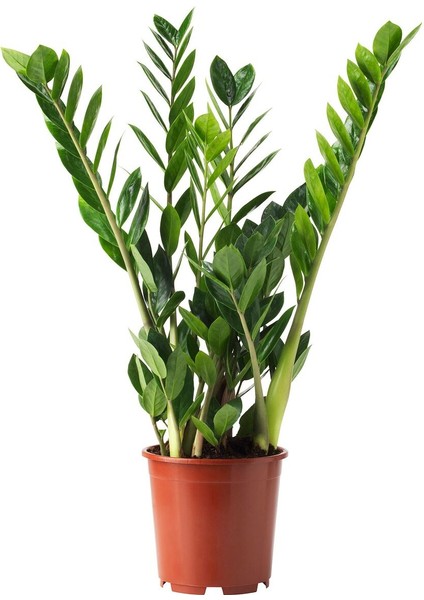 Canlı Bitki, Yeşil, 17 Cm, Zamioculcas