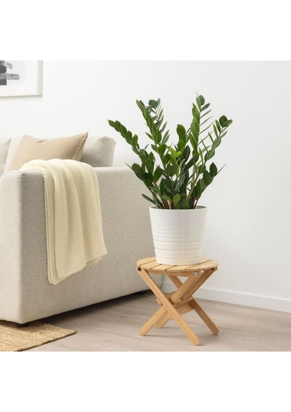 Canlı Bitki, Yeşil, 17 Cm, Zamioculcas fiyatları