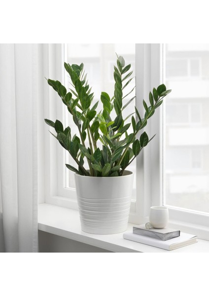 Canlı Bitki, Yeşil, 17 Cm, Zamioculcas modelleri