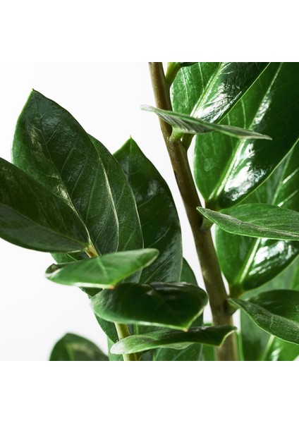 Canlı Bitki, Yeşil, 17 Cm, Zamioculcas fırsatları