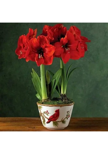 Yerli Amaryllis Çiçeği Soğanı.hatun Çiçeği Soğanı .. Yeni Mahsul..