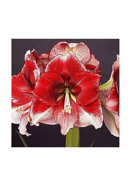 Yerli Amaryllis Çiçeği Soğanı.hatun Çiçeği Soğanı .. Yeni Mahsul..