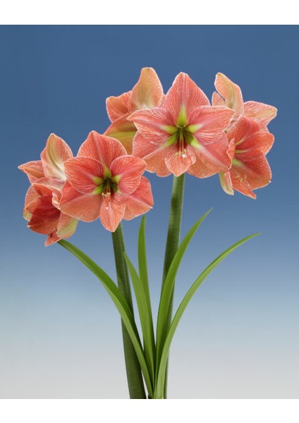 Yerli Amaryllis Çiçeği Soğanı.hatun Çiçeği Soğanı .. Yeni Mahsul..