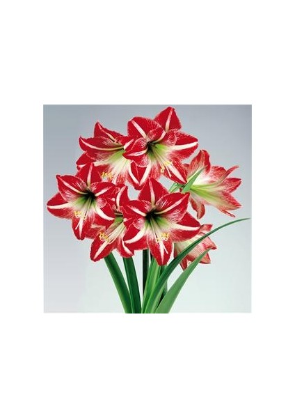 Yerli Amaryllis Çiçeği Soğanı.hatun Çiçeği Soğanı .. Yeni Mahsul..