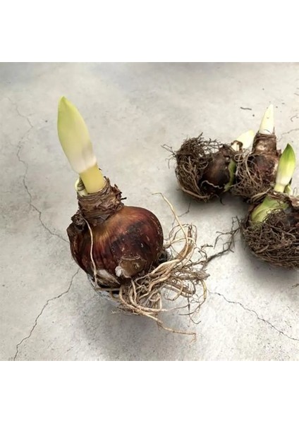 Yerli Amaryllis Çiçeği Soğanı.hatun Çiçeği Soğanı .. Yeni Mahsul.. fiyatları