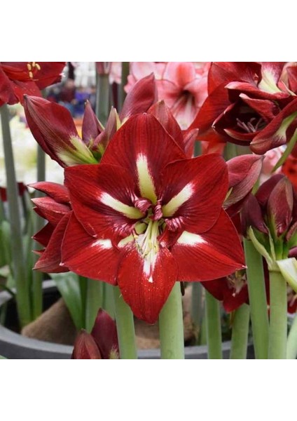 Yerli Amaryllis Çiçeği Soğanı.hatun Çiçeği Soğanı .. Yeni Mahsul..