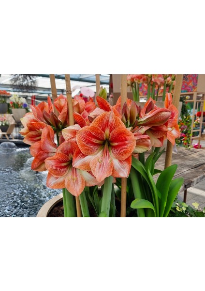 Yerli Amaryllis Çiçeği Soğanı.hatun Çiçeği Soğanı .. Yeni Mahsul..