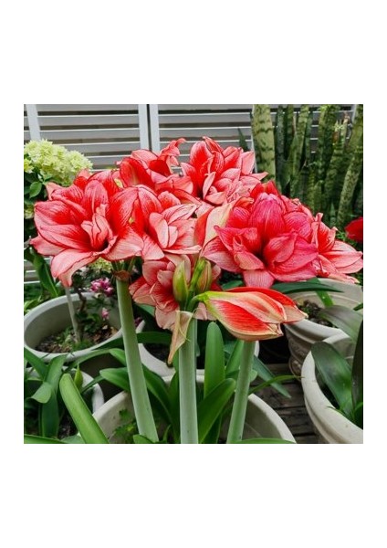 Yerli Amaryllis Çiçeği Soğanı.hatun Çiçeği Soğanı .. Yeni Mahsul..renk Fotodakinin Aynısıdır..